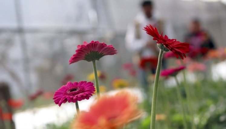 Una variedad de colores se apoderá de los cultivos. 