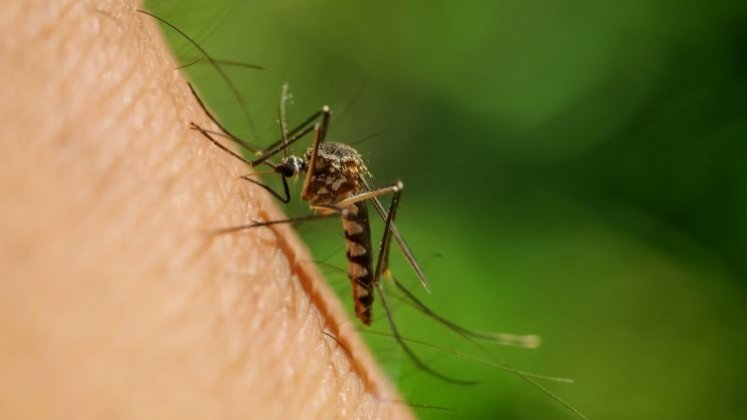 Norte de Santander es el séptimo departamento con mayor número de casos de dengue en el país.  /Foto: Archivo 