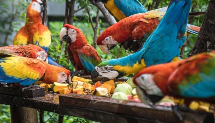 Guacamayas se alimentan en el Centro de Atención y Valoración de Corponor en El Zulia/Foto cortesía