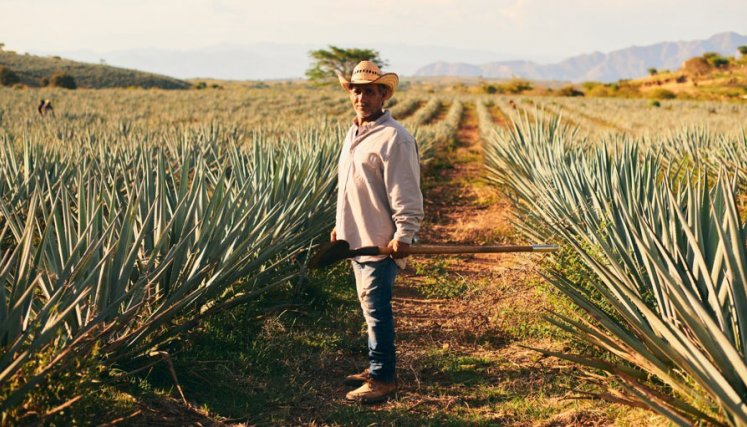 Así se está transformando la industria del licor hacia la sostenibilidad