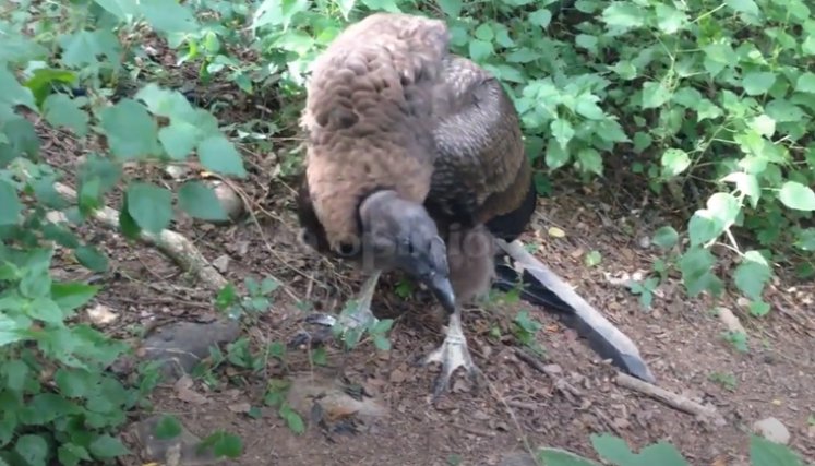 Condor