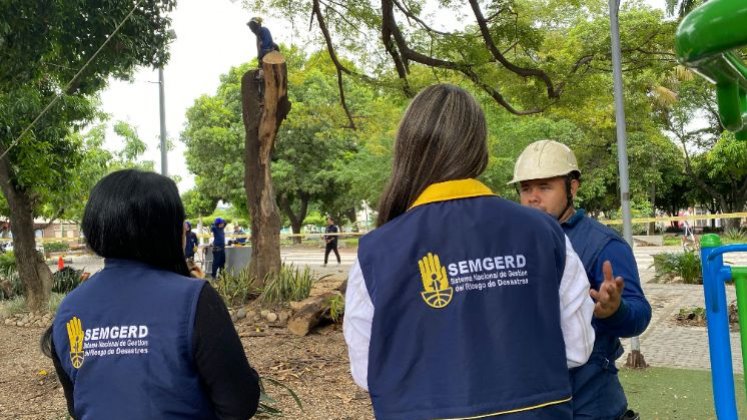 Ya han evaluado y atendido múltiples casos de árboles en riesgo, identificando ejemplares inertes y aquellos con daños mecánicos severos./ Fotos: Cortesía / La Opinión 