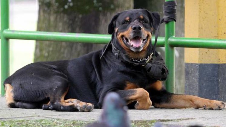 Cómo influye la alimentación en el envejecimiento de los perros