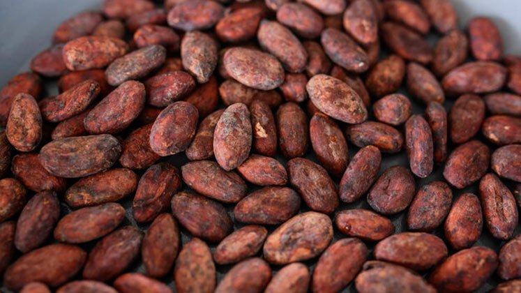 Cacao