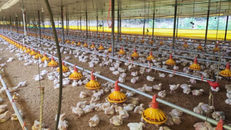  La aplicación de los microorganismos naturales, recolectados previamente en bosques nativos, se realiza sobre las camas de las aves, así como en su agua y comida./ Fotos: Cortesía