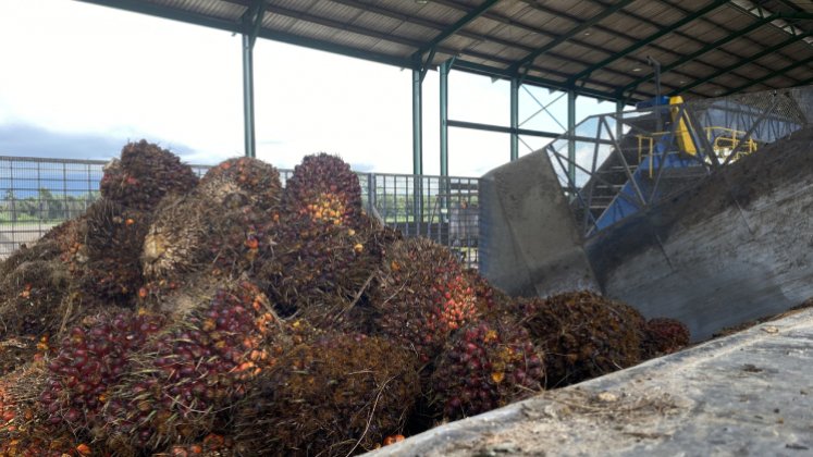 El fruto de la palma de aceite es perecedero, por tanto, en poco tiempo este pierde calidad. / Foto Valentina Robles Angarita