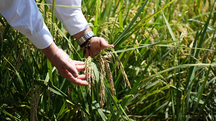 En Norte de Santander, los rendimientos del arroz disminuyeron entre 1 tonelada y 1.5 toneladas por hectárea, según Fedearroz./ Foto Archivo