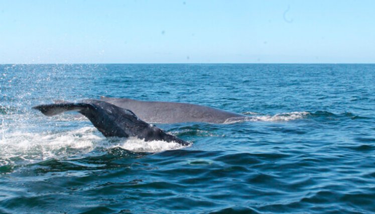 Ballenas. Ballenas.