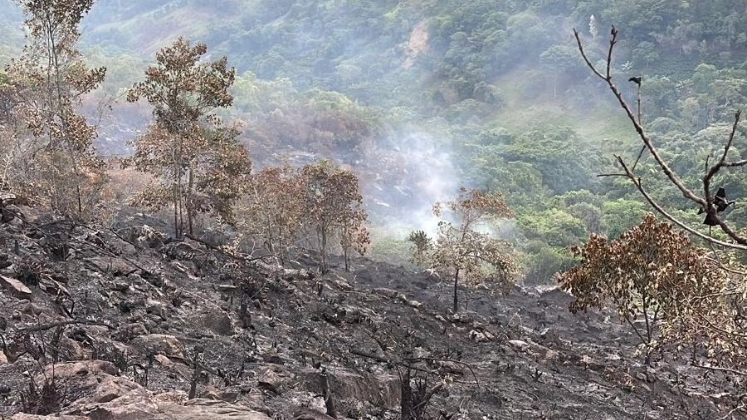 58 por ciento de las áreas afectadas en Norte de Santander corresponde a bosques y vegetación virgen.