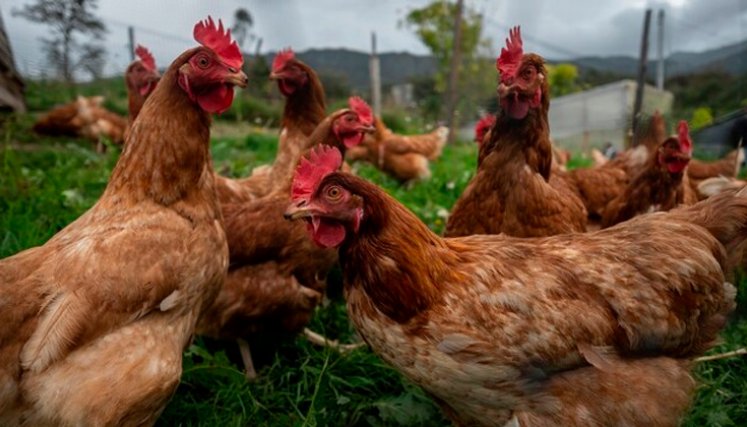 Gallinas