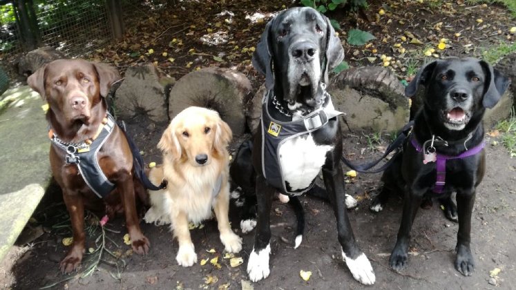 Los animales domésticos son considerados semovientes en el Código Civil. / Foto Colprensa