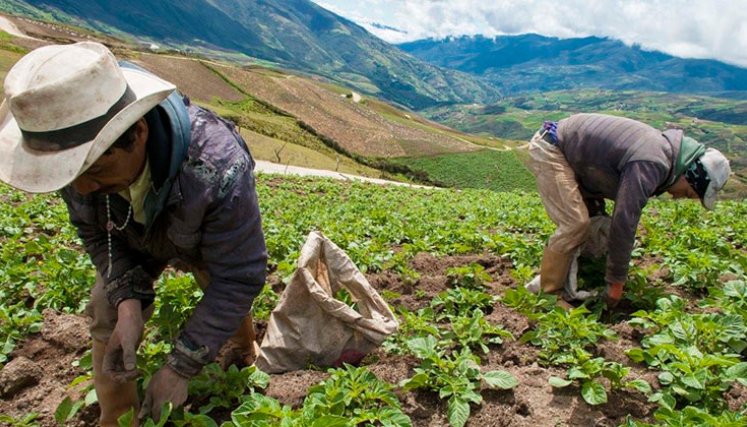 Agricultura, el sector mas afectado por los recortes del PNG 2025./ Foto Archivo