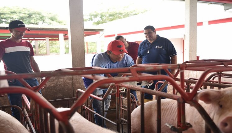 En la granja de la universidad Francisco de Paula Santander, seccional Ocaña se adelantan procesos productivos con porcinos./ Foto cortesía: La Opinión.
