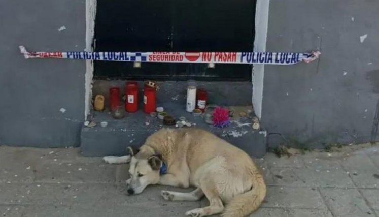 Sancti Petri, un pueblo pequeño ubicado en la bahía de Cádiz, España, es epicentro de una nostálgica historia entre un perro callejero y José María, un habitante de la localidad. El pasado 7 de septiembre, el hombre falleció, dejando un reconocimiento entre sus vecinos y algunas otras personas por el servicio que prestaba a los animales sin hogar que viven en la zona.