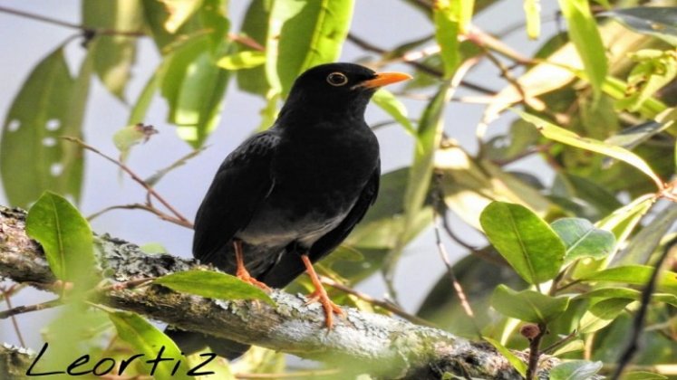 El avistamiento de aves se ha constituido en un potencial turístico para la provincia de Ocaña y zona del Catatumbo. / Foto cortesía: La Opinión.