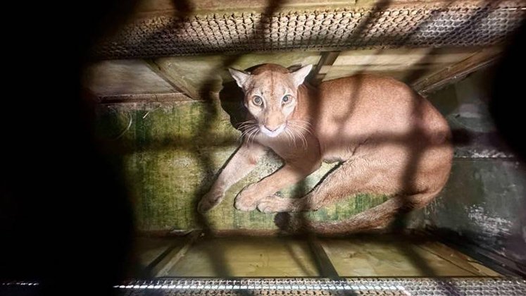 Liberación de Pumas