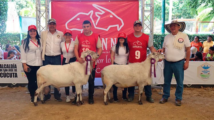 Este año, Norte de Santander es sede la Feria Nacional Ovina y Caprina, un evento gratuito para la familia./ Foto Cortesía