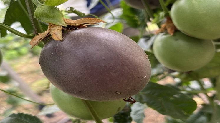 Un plan piloto con la gulupa da los primeros frutos y comienza a conquistar mercados internacionales. Foto Cortesía.