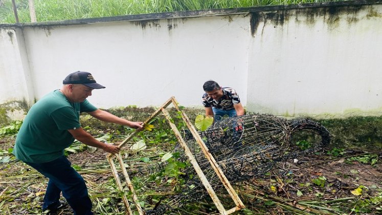 Funcionarios rescatan de la maleza material para iluminar a Ocaña durante la Navidad.