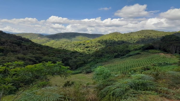 En Ocaña se adelanta un diagnóstico para determinar el estado de las reservas forestales para la conservación de los recursos naturales.