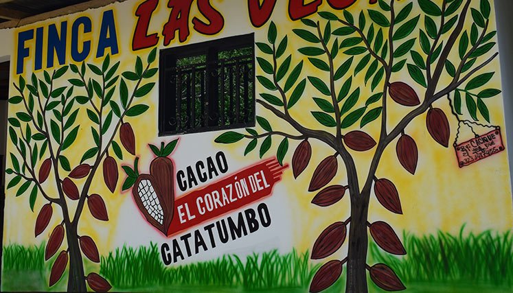 cacao-catatumbo