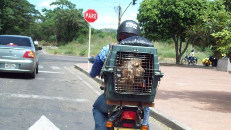 Cúcuta se posiciona como un referente en Colombia en la implementación de políticas públicas que benefician tanto a los animales como a la sociedad en general./ Fotos: Cortesía / La Opinión 