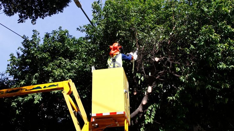 Alcaldía empendió el plan de poda de árboles/Foto Stefany Peñaloza/La Opinión