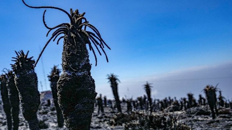 Decenas de hectáreas de frailejones fueron consumidos por fuertes incendios. / Foto: Archivo La Opinión.