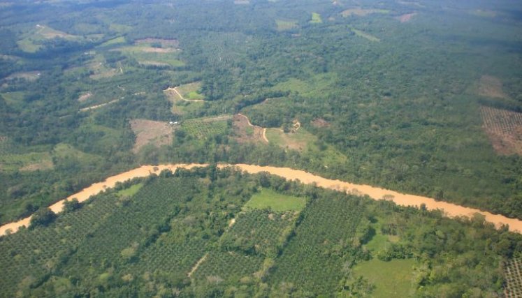 En el Catatumbo, según el Ejército colombiano, hay más de 46.000 hectáreas de cultivo de coca/Foto Carlos Ramírez/La Opinión