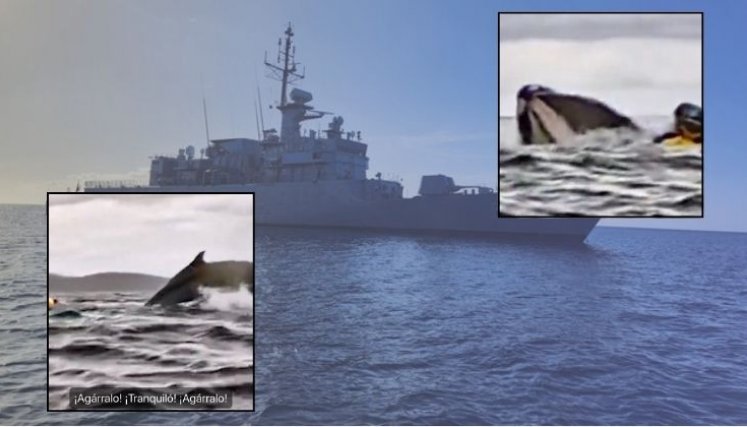 Video ballena jorobada 