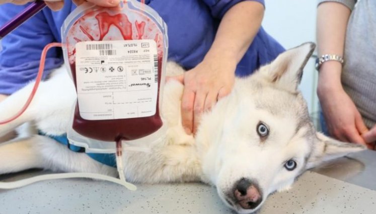 Banco de sangre para animales. / Foto: Cortesía / La Opinión