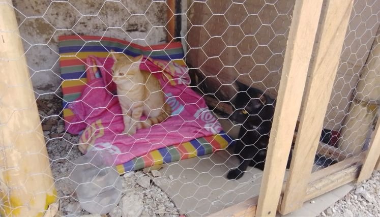 Las mascotas sobrevivientes de la guerra tienen un lugar especial en el alojamiento temporal de la plaza de ferias de Ocaña.