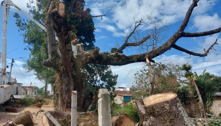 Autoridades ambientales recomendaron erradicar la Ceiba que generaba riesgos en Ocaña