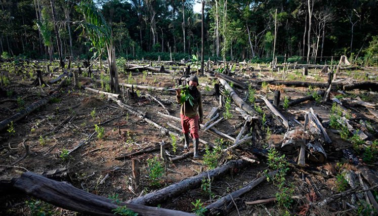Deforestación. / Foto Archivo