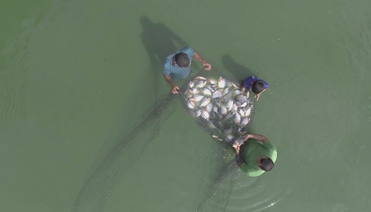 El Catatumbo representa una potencia agropecuaria, que al ser parte de la ZEE Binacional, puede impulsarse su desarrollo./Foto Archivo