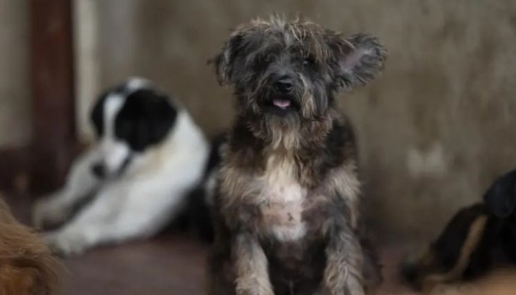 Animales maltratados. 