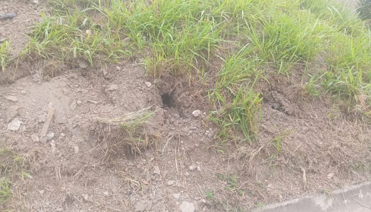 Temor generalizado entre la comunidad campesina por la arremetida de los grupos al margen de la ley.