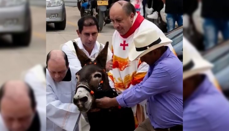 Maltrato animal 