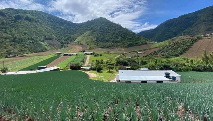 Una estrategia agraria de paz y reconstrucción del tejido social se implementa en el Catatumbo con la creación de la Zona de Reserva Campesina.