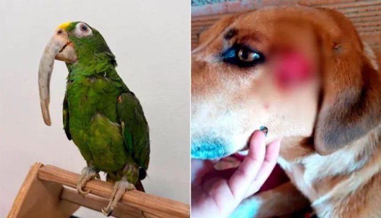 Maltrato animal. 
