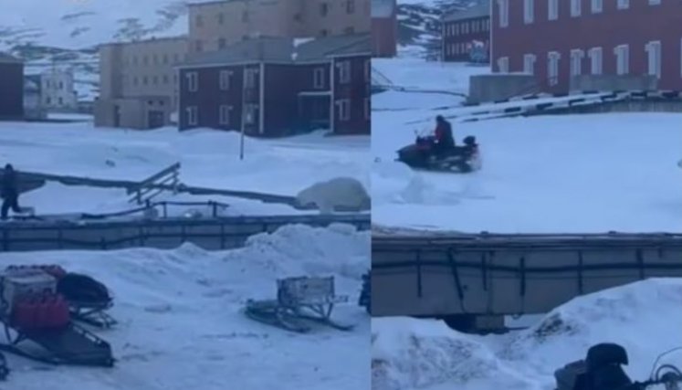 OSO POLAR. 