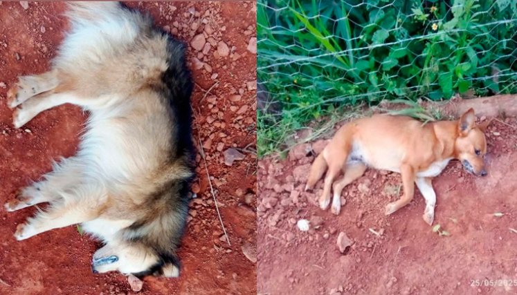 Perritos envenenados en Villa Caro