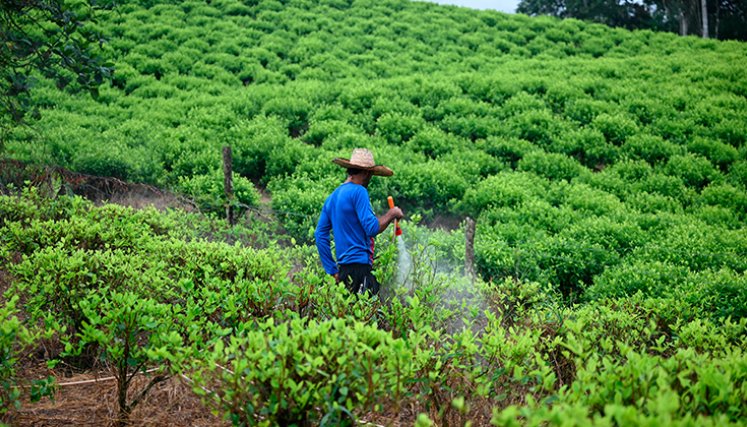 Cultivos de coca. / Foto Archivo