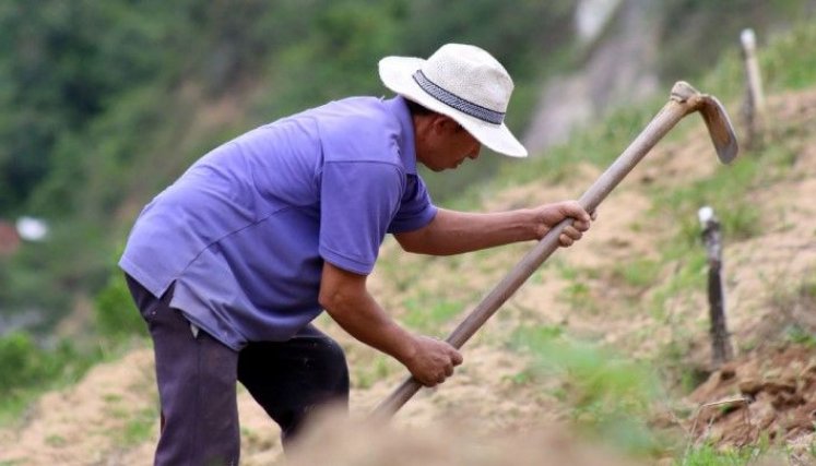 Para ganarse el pan los campesinos de El Tarrita jornalean en fincas cercanas/Foto archivo