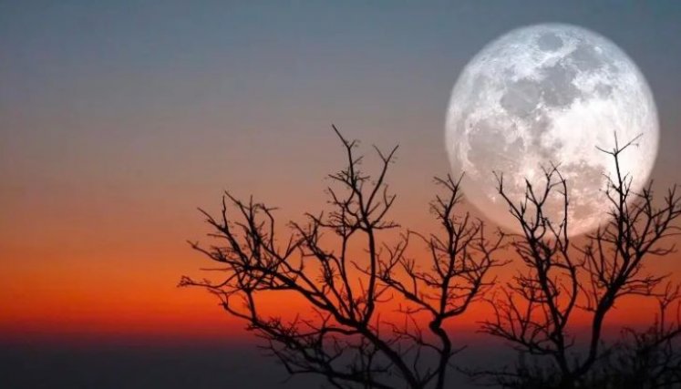 Luna Fresa. 