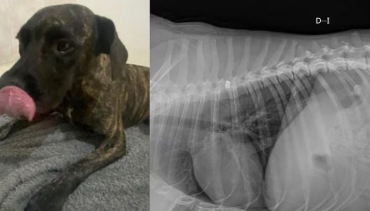 Perro herido. 