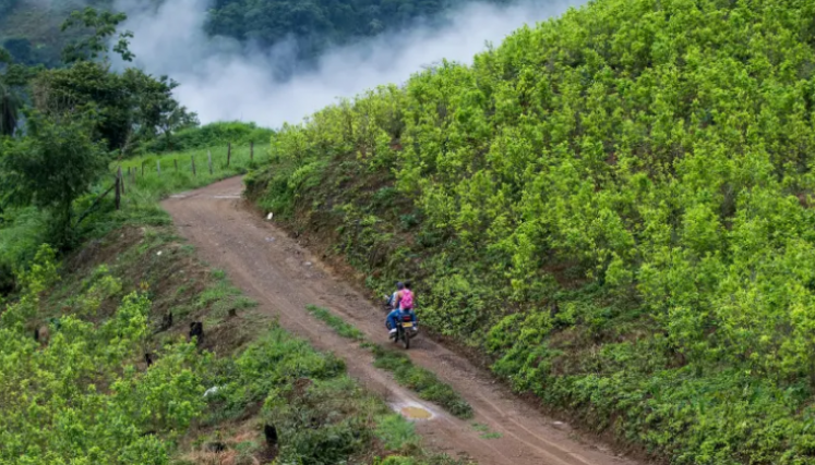 Producción desbordada de Coca en Colombia