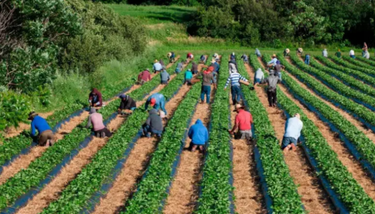 Agricultores