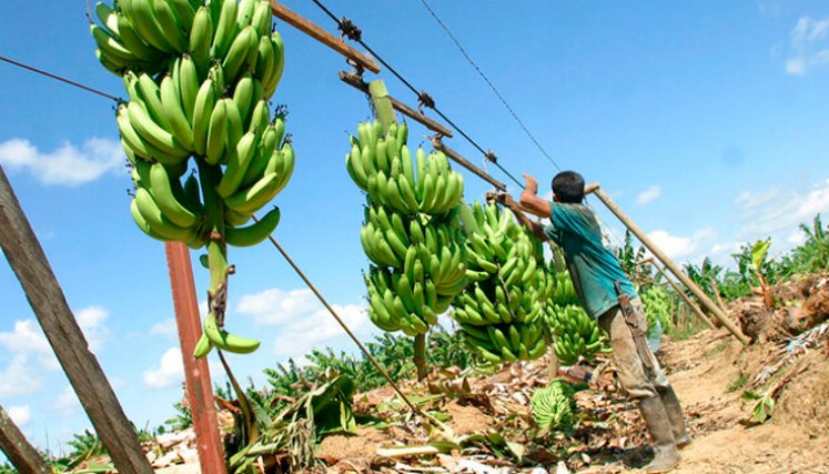 Bananeras