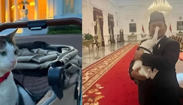 Gato-presidencial